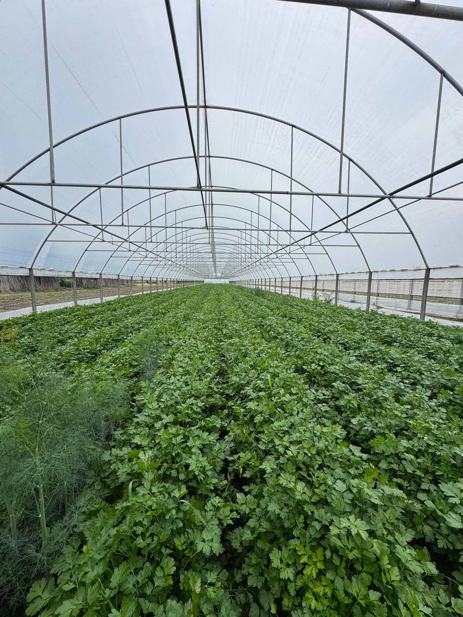 Pătrunjel verde în solar